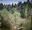two people walking through high ropes tunnel between two trees in forest
