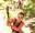 Go Ape Whinlatter Treetop Adventure Children's Birthday Party