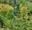 two people in distance on zip wire over forest canopy